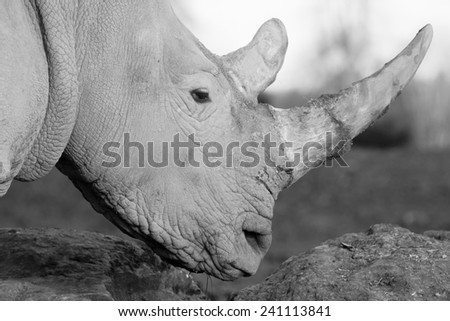 White rhinos are the largest species of rhino