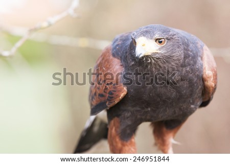 Harris hawks are a common bird in falconry and considered a good first bird.