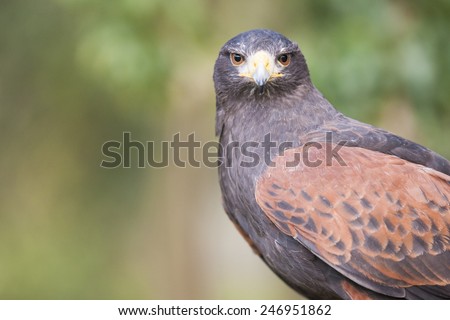Harris hawks are a common bird in falconry and considered a good first bird.