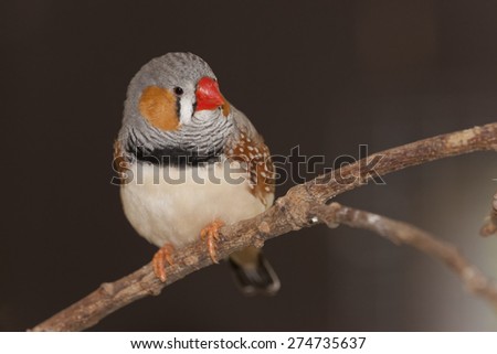 Zebra Finch\'s are common in Australia and are popular in the pet traid in the UK
