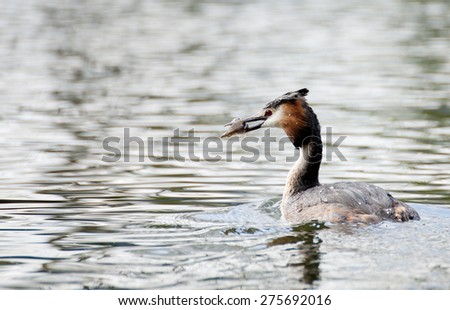 Portrait of the attractive Great Crested Grebe - takin in the UK