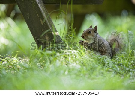 These squirrels are originally from North America and were introduced in the UK sometime in the 19th century, where they are winning the animal arms race against the UK\'s native red squirrel