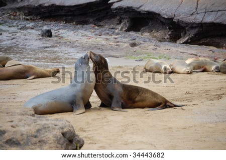 Kissing Sea Lions in the Galapagos Islands