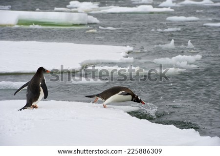 Gentoo Penguins (Pygoscelis papua) Small group of Gentoo Penguins (Pygoscelis papua) in a floating ice floe in the Lemaire Channel. As the zodiac got close, the penguins jumped to the sea, one by one