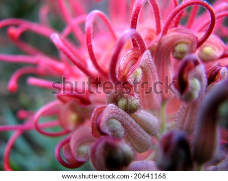Native Australian flower Pink Grevellia