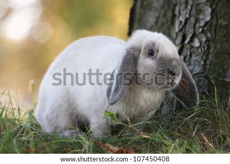 Siamese Bunny