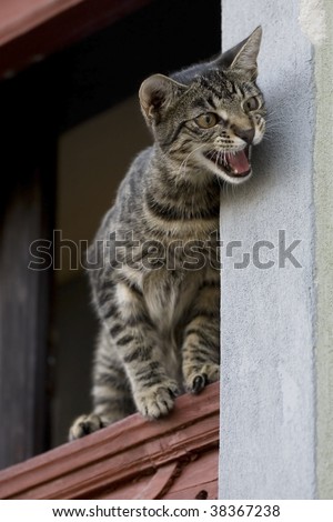 A Cat Meowing