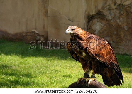 Golden eagle in the park