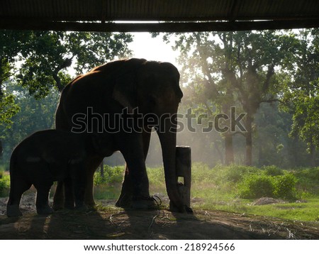 Asian elephant and baby in captivity in the elephant breedery in Chitwan National Park, south Nepal.