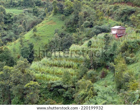 Corn paddy fields, the main crop of Nepal, on a green mountain slope during monsoon, featuring a small farm house.