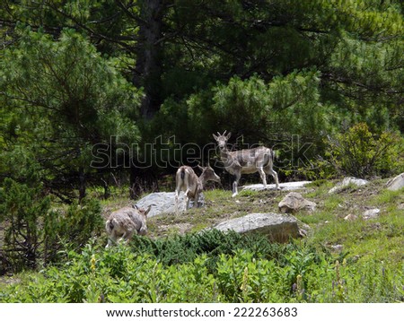 Rare, often hunted gray musk deers in a Himalayan pine forest, at 3500m in Nepal.