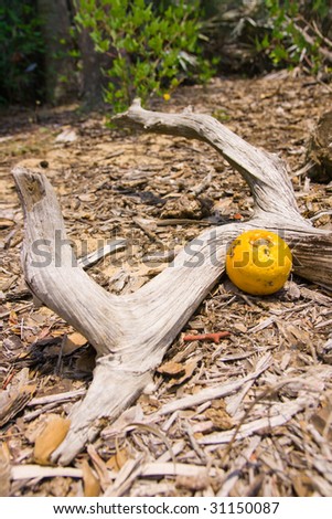 a sun bleached branch lying on a bed of tree bark mulch cradling a rotten orange eaten by ants