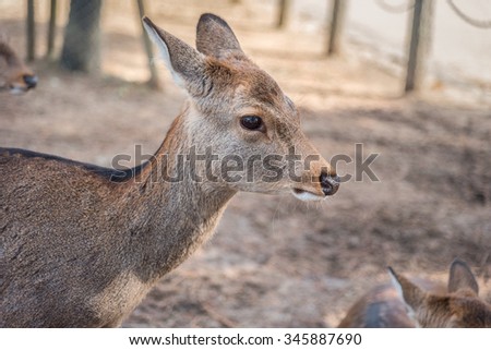 Little Deer Cute in the zoo