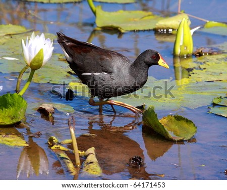 Lesser Moorhen