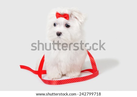 Puppy Maltese dog with red gift ribbon