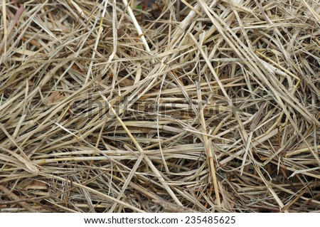 Straw or hay background Fodder for livestock