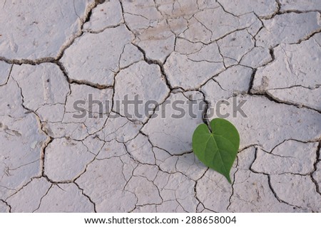 Heart-shaped leaves on dried land,cracked earth / love the world