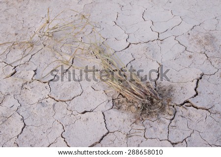 The grass withers dead on dried land,cracked earth / love the world