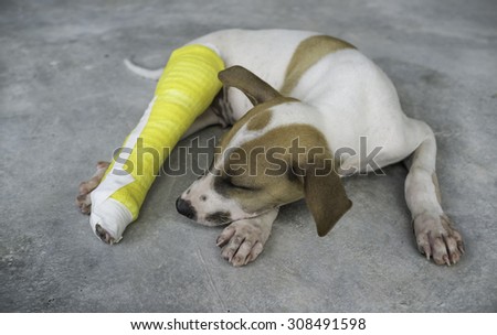 Puppy with a broken leg, splint