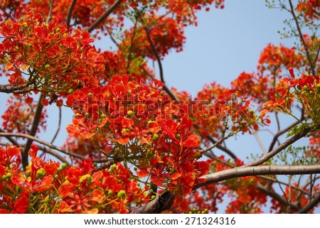 The flame Tree , summer flower .