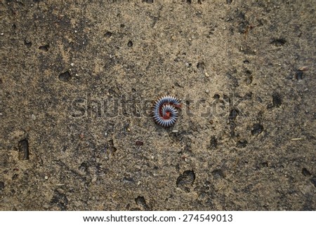 A tiny millipede on concrete texture, blend in with the environment .