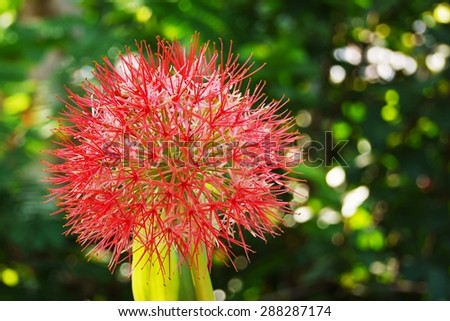 Red flower  on blurred  background , Powder puff lily .