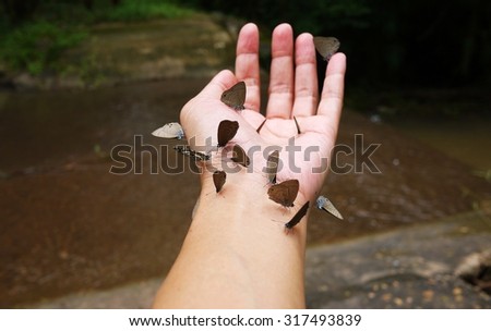 Arm and hand has butterflies on nature background, selective focus .
