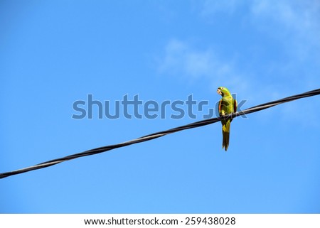 A isolated parrot on the wire