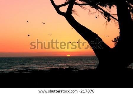 sunset with tree and birds
