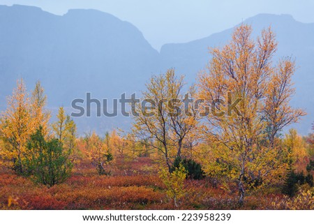 Birch trees in autumn tundra gainst Tahtarvumchorr mountain ridge in mist, Hibiny mountains above the Arctic Circle, Russia