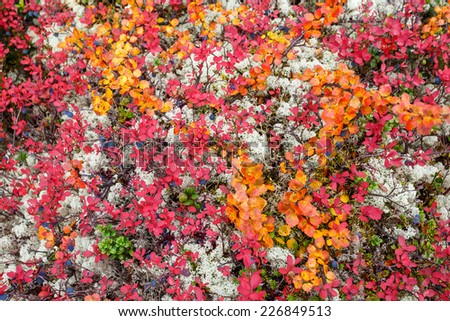 Colorful blueberry and dwarf birch leaves form a carpet in autumn tundra in Hibiny mountains above the Arctic Circle, Russia
