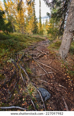 Roots interlace on tourist path in northern taiga forest in Hibiny mountains above the Arctic Circle