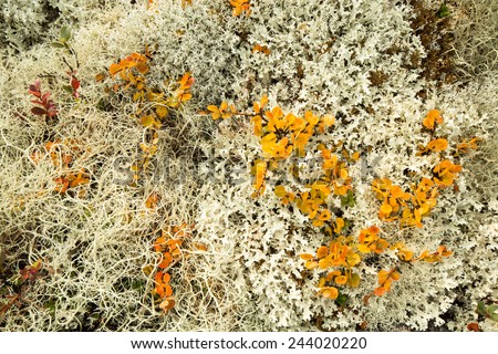 Colorful orange dwarf birch leaves among lichens form a carpet in autumn tundra in Hibiny mountains above the Arctic Circle, Russia