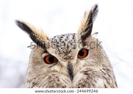 Nice red-eyed eagle-owl head shot portrait