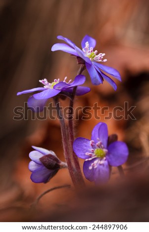 Colorful liverleaf flowers against the fallen leaves background