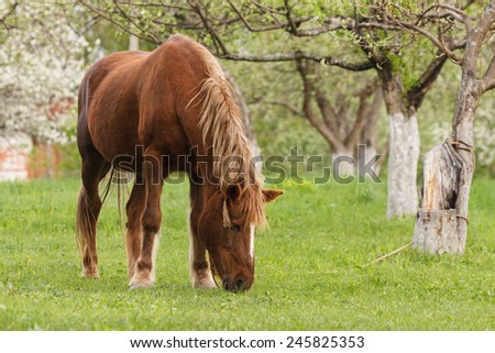 Horse feeding in a green flowering garden back yard in Belogorie region, Russia