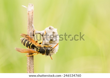 Wasp starts building colony nest on a cut dry Salvia stalk in protected area of Yamskaya Steppe, Belgorod region in southern Russia