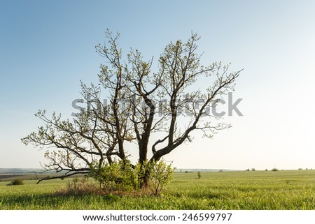 Oak tree that grows alone like bush in protected area of Yamskaya Steppe, Belgorod region in southern Russia