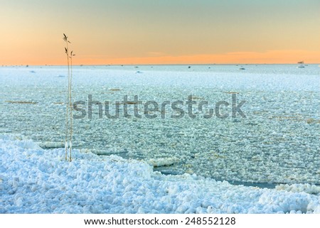 Two lonely reed plants remain on shore near water line after snow storm on Gulf of FInland
