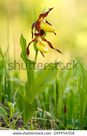 Close up of two developing Lady\'s slipper orchid flowers