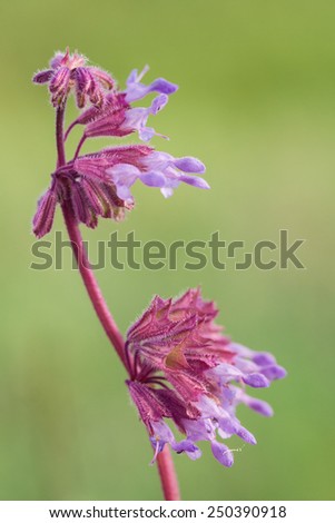 Close up of sage (Salvia verticillata) flowers on an even green background