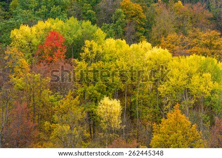 Bright colors of autumn foliage in Stenki-Izgorya site of Belogorie protected area in Belgorod region, southern Russia