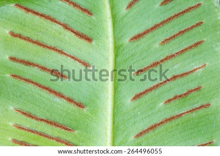 Extreme close up of Phyllitis scolopendrium fern green leaf