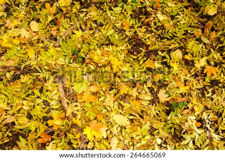 Autumn carpet of bright fallen ash and maple leaves, Forest on Vorskla protected area, Belgorod region in southern Russia