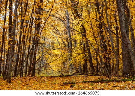Old path in oak forest covered with yellow fallen leaves, Belgorod region in southern Russia