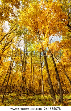 Wide shot of bright yellow and green foliage of aspen trees in autumn oak forest, Belgorod region in southern Russia