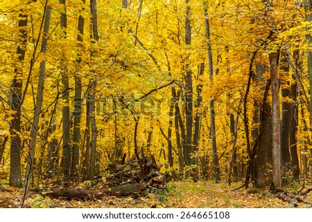 Tight space in autumn oak forest with fallen trunks and a lot of deeply saturated autumn foliage, Belgorod region in southern Russia