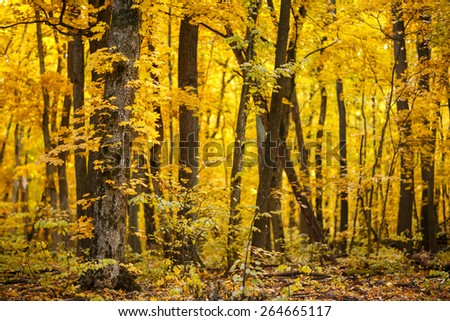 Saturated yellow foliage in autumn oak and maple forest in Belogorie