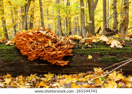 Wet heap of saprotrophic mushrooms on a fallen oak trunk, Forest on Vorskla protected area, Belgorod region in southern Russia