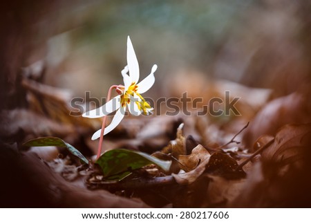 Bright white adder\'s-tongue (Erythronium caucasicum) flower above dark brown fallen leaves in mountain forest of Caucasus